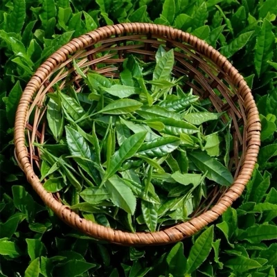 China's Top Tea Ranking: Which Teas Have You Tasted? China's Top Tea Ranking: Which Teas Have You Tasted?