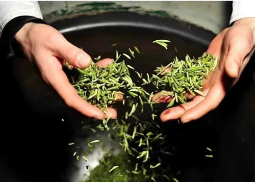 Amărăciune vs astringență în ceaiul verde: care este diferența