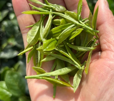 Taste contrast:light VS Strong Aroma tea Taste contrast:light VS Strong Aroma tea