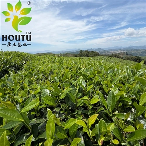 Ceaiul Zhejiang pleacă peste mări, parfumul său umplând aerul